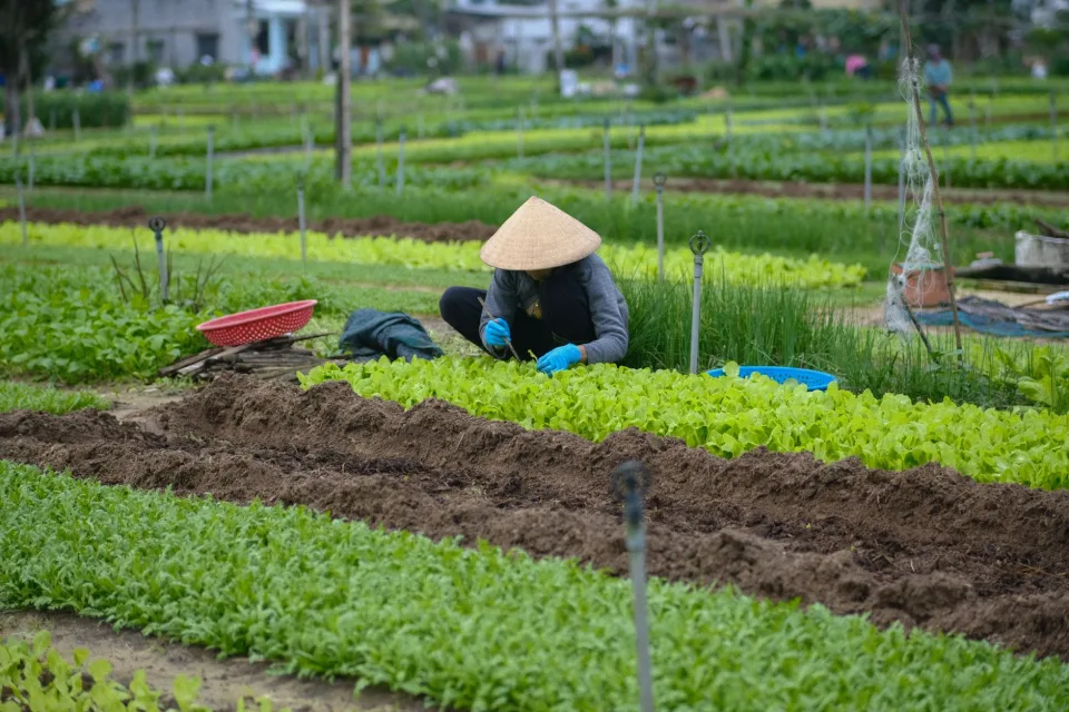 Vườn rau của Nguyễn Thị Kim Anh